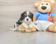 5 week old Cavalier King Charles Spaniel Puppy For Sale - Puppy Love PR
