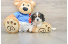 Playful Cavalier King Charles Spaniel Purebred Pup
