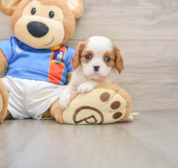 5 week old Cavalier King Charles Spaniel Puppy For Sale - Puppy Love PR