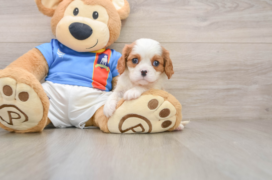 TRISTA, a Cavalier King Charles Spaniel littermate
