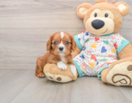 6 week old Cavalier King Charles Spaniel Puppy For Sale - Puppy Love PR