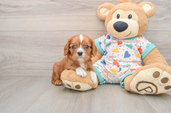 Cavalier King Charles Spaniel Pup Being Cute