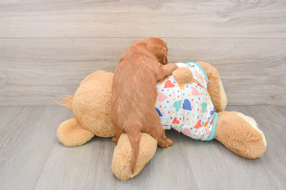 Cavalier King Charles Spaniel Pup Being Cute