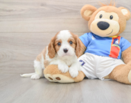 7 week old Cavalier King Charles Spaniel Puppy For Sale - Puppy Love PR