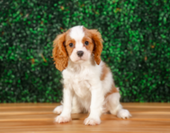 10 week old Cavalier King Charles Spaniel Puppy For Sale - Puppy Love PR