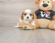 5 week old Cavalier King Charles Spaniel Puppy For Sale - Puppy Love PR
