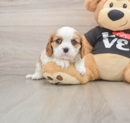 5 week old Cavalier King Charles Spaniel Puppy For Sale - Puppy Love PR