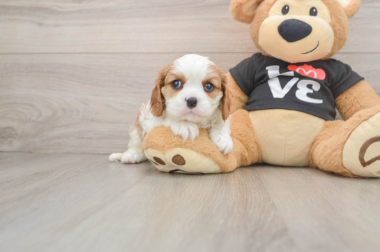 WEBSTER, compañero(a) de camada de Cavalier King Charles Spaniel