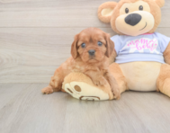 6 week old Cavalier King Charles Spaniel Puppy For Sale - Puppy Love PR