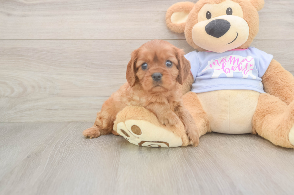6 week old Cavalier King Charles Spaniel Puppy For Sale - Puppy Love PR