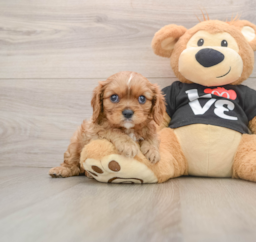 9 week old Cavalier King Charles Spaniel Puppy For Sale - Puppy Love PR