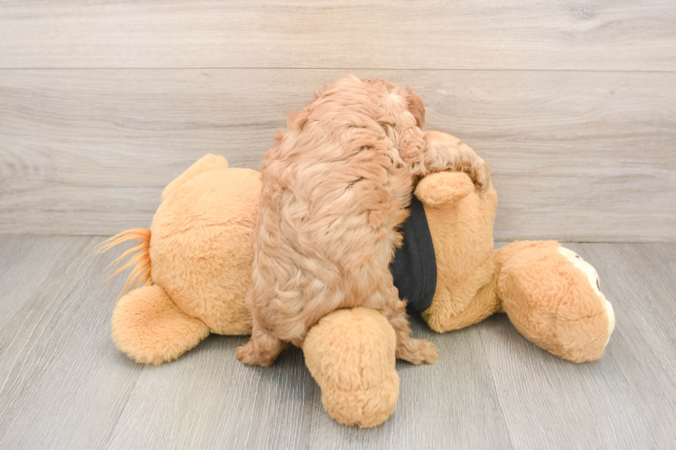 Playful Cavalier King Charles Spaniel Baby