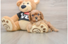 Cavalier King Charles Spaniel Pup Being Cute