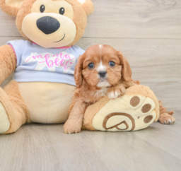 5 week old Cavalier King Charles Spaniel Puppy For Sale - Puppy Love PR