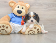 6 week old Cavalier King Charles Spaniel Puppy For Sale - Puppy Love PR