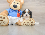 6 week old Cavalier King Charles Spaniel Puppy For Sale - Puppy Love PR