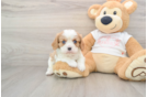 Little Cavalier King Charles Spaniel Purebred Pup