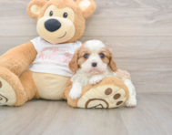 5 week old Cavalier King Charles Spaniel Puppy For Sale - Puppy Love PR
