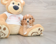 8 week old Cavalier King Charles Spaniel Puppy For Sale - Puppy Love PR