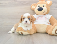 5 week old Cavalier King Charles Spaniel Puppy For Sale - Puppy Love PR
