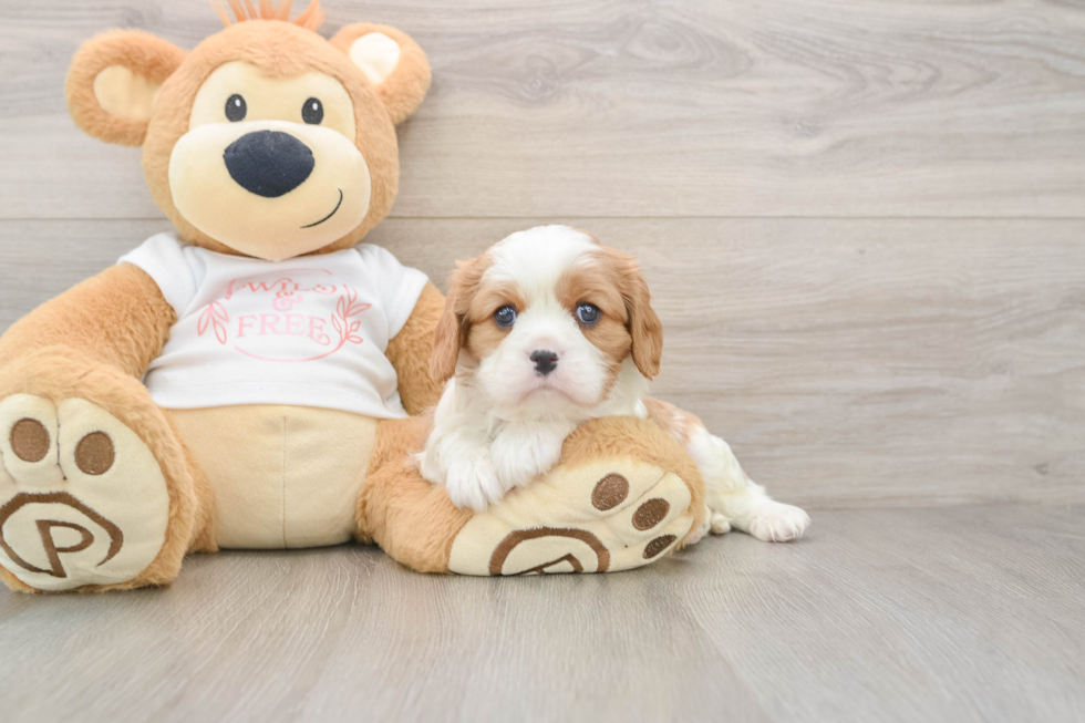 Sweet Cavalier Purebred Puppy