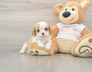5 week old Cavalier King Charles Spaniel Puppy For Sale - Puppy Love PR