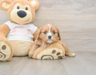 5 week old Cavalier King Charles Spaniel Puppy For Sale - Puppy Love PR