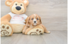 Cavalier King Charles Spaniel Pup Being Cute