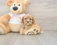 7 week old Cavalier King Charles Spaniel Puppy For Sale - Puppy Love PR