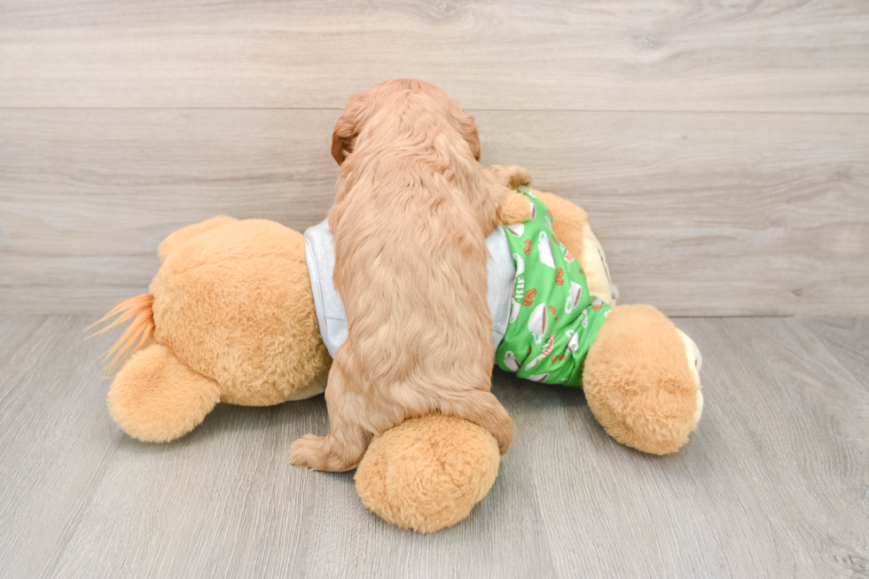 Hypoallergenic Cavalier King Charles Spaniel Baby