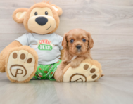 6 week old Cavalier King Charles Spaniel Puppy For Sale - Puppy Love PR