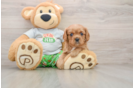Best Cavalier King Charles Spaniel Baby