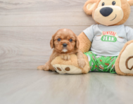 6 week old Cavalier King Charles Spaniel Puppy For Sale - Puppy Love PR