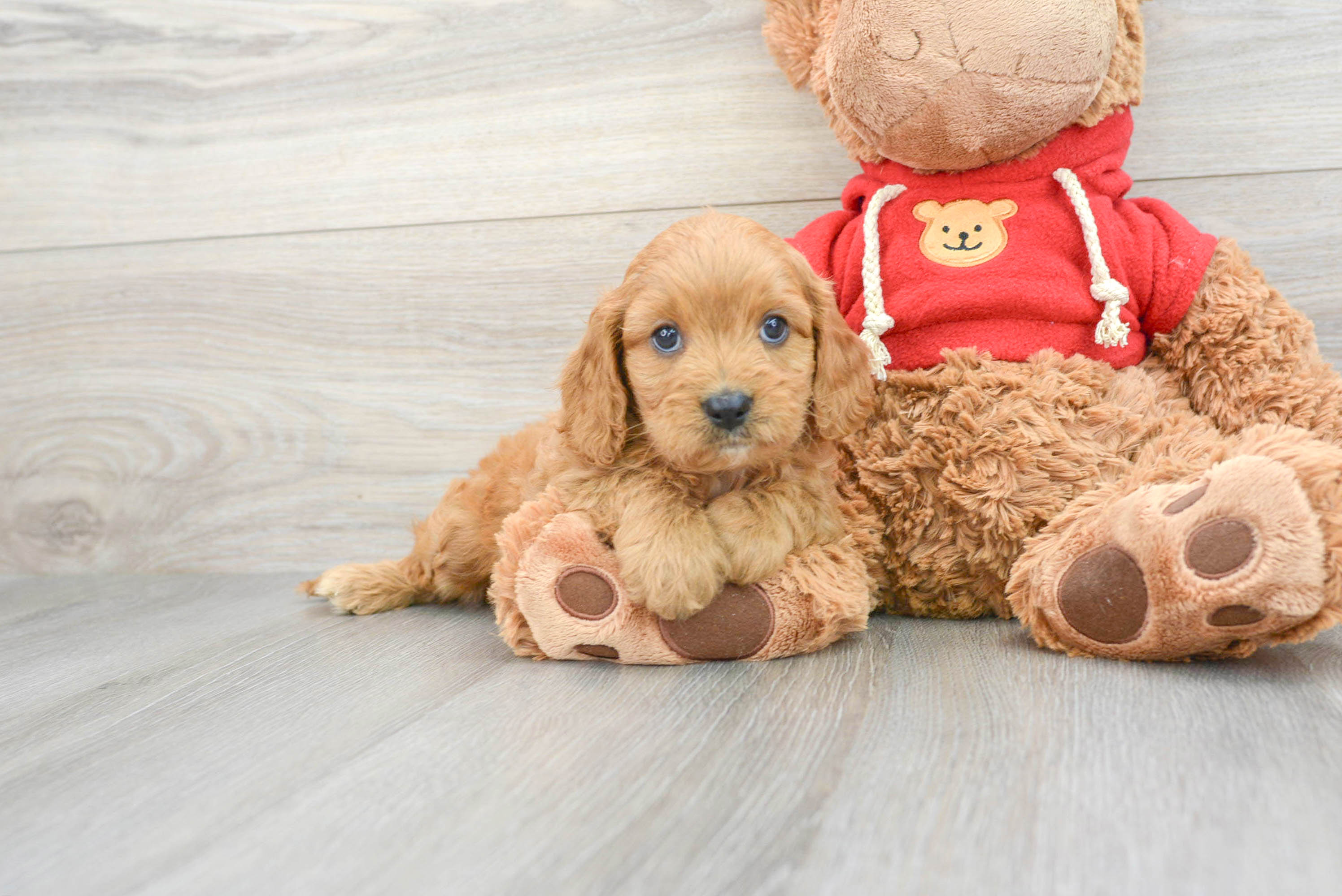Cavapoo Puppy for Adoption