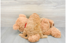 Cavapoo Puppy for Adoption