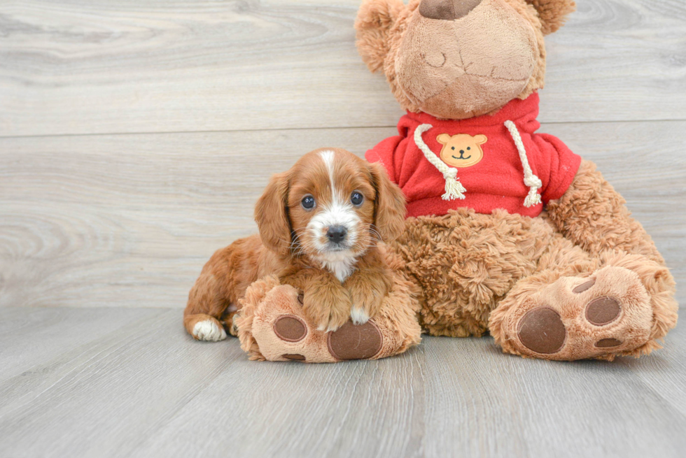 Popular Cavapoo Poodle Mix Pup
