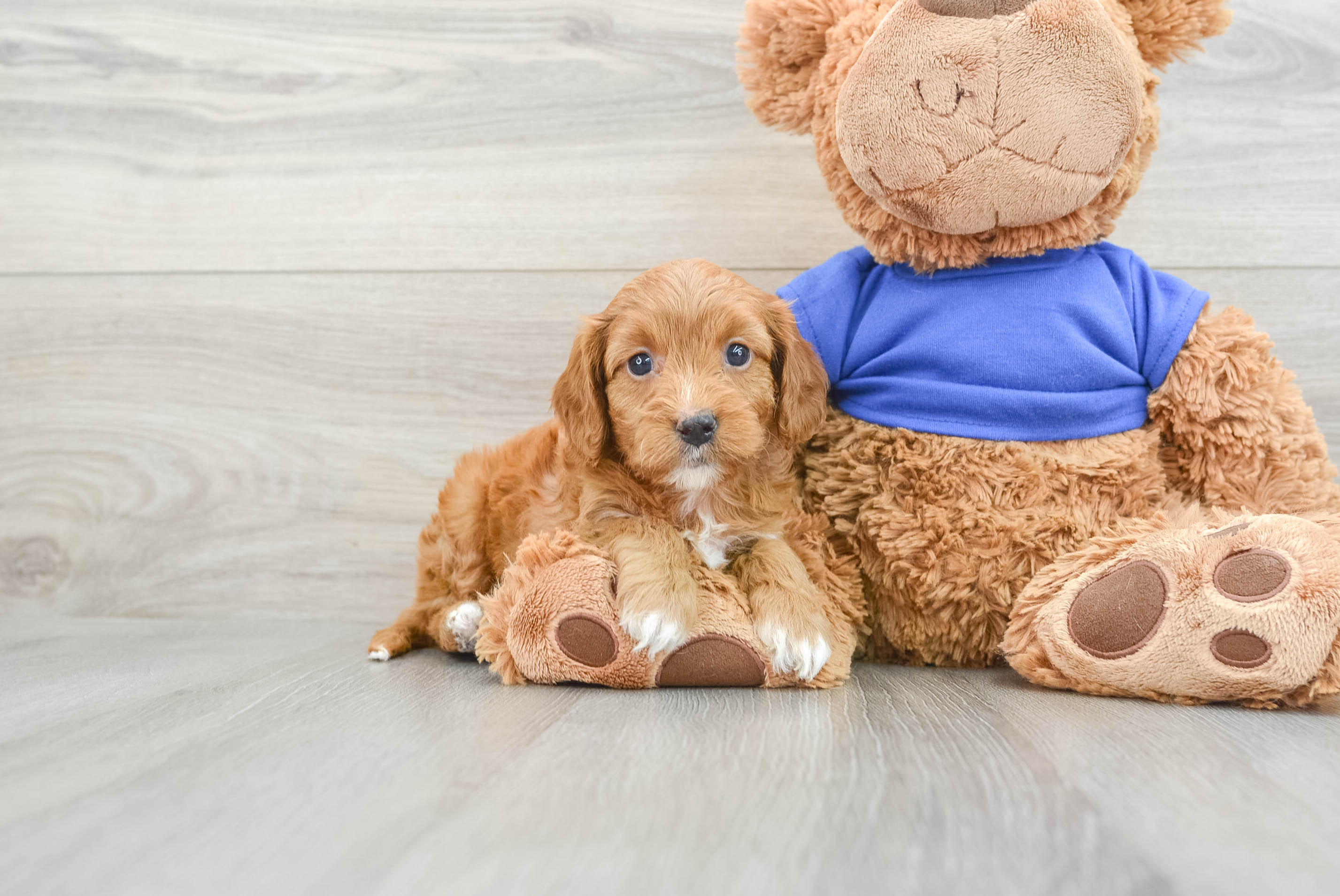 Playful Cavapoodle Poodle Mix Puppy