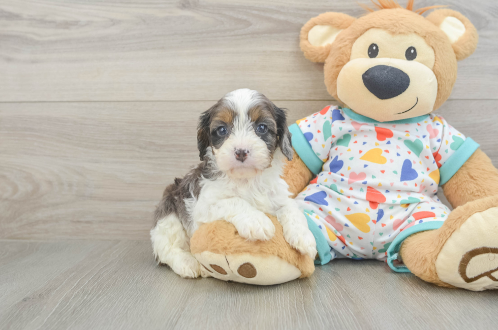 5 week old Cavapoo Puppy For Sale - Puppy Love PR