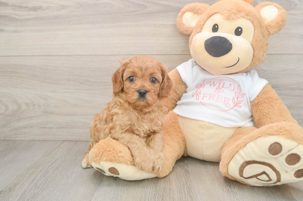 5 week old Cavapoo Puppy For Sale - Puppy Love PR