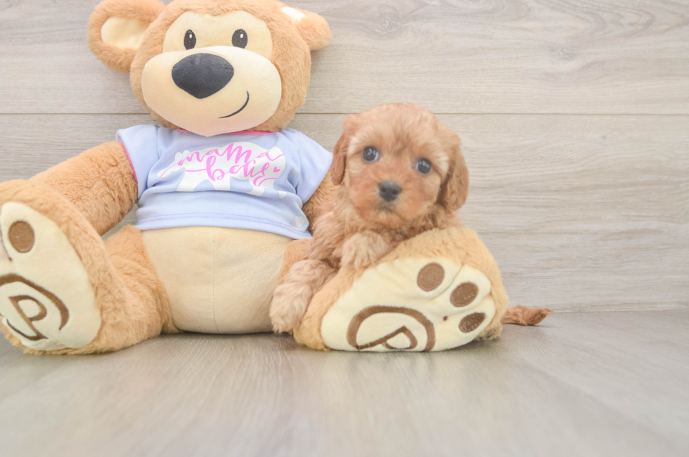 5 week old Cavapoo Puppy For Sale - Puppy Love PR