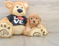 8 week old Cavapoo Puppy For Sale - Puppy Love PR