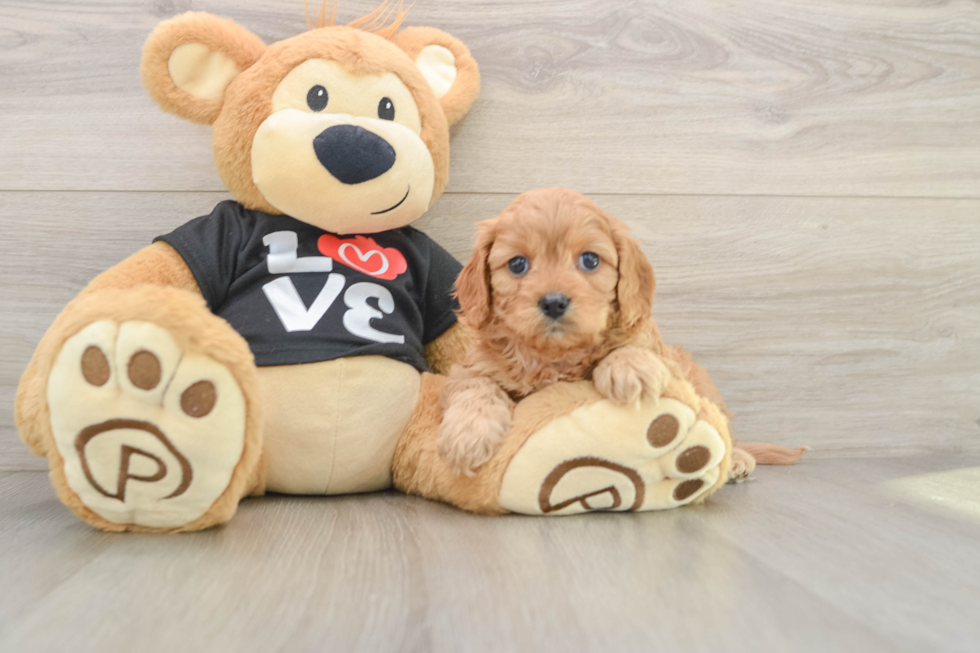 Cute Cavapoo Baby