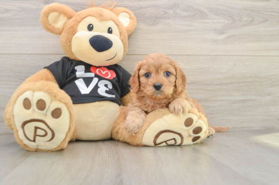 Cute Cavapoo Baby