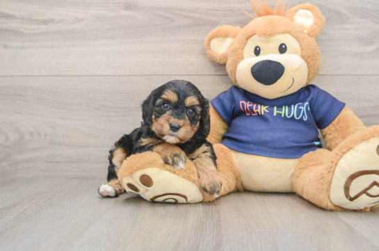 Cavapoo Puppy for Adoption