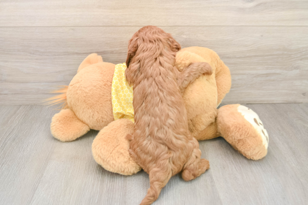 Cavapoo Pup Being Cute