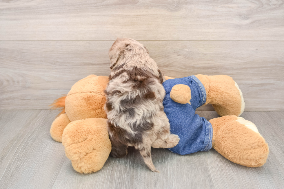 Small Cavapoo Baby