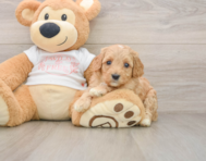 8 week old Cavapoo Puppy For Sale - Puppy Love PR