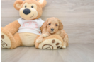 Best Cavapoo Baby