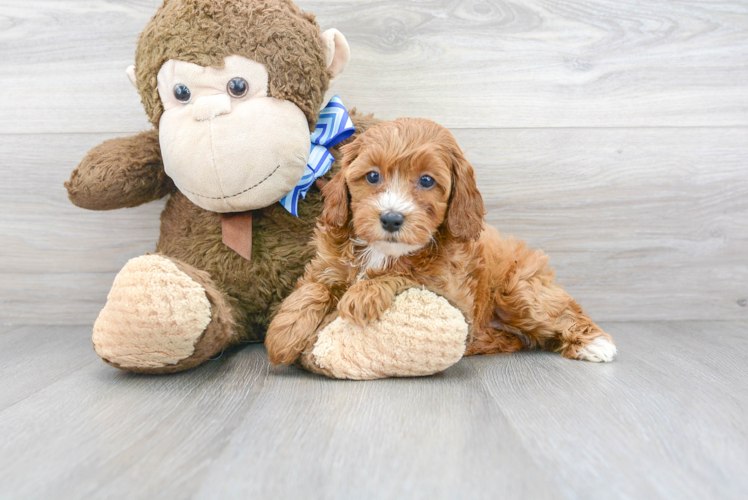 Cute Cavoodle Poodle Mix Puppy