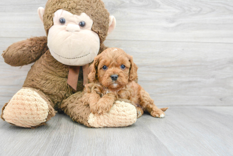 Hypoallergenic Cavoodle Poodle Mix Puppy